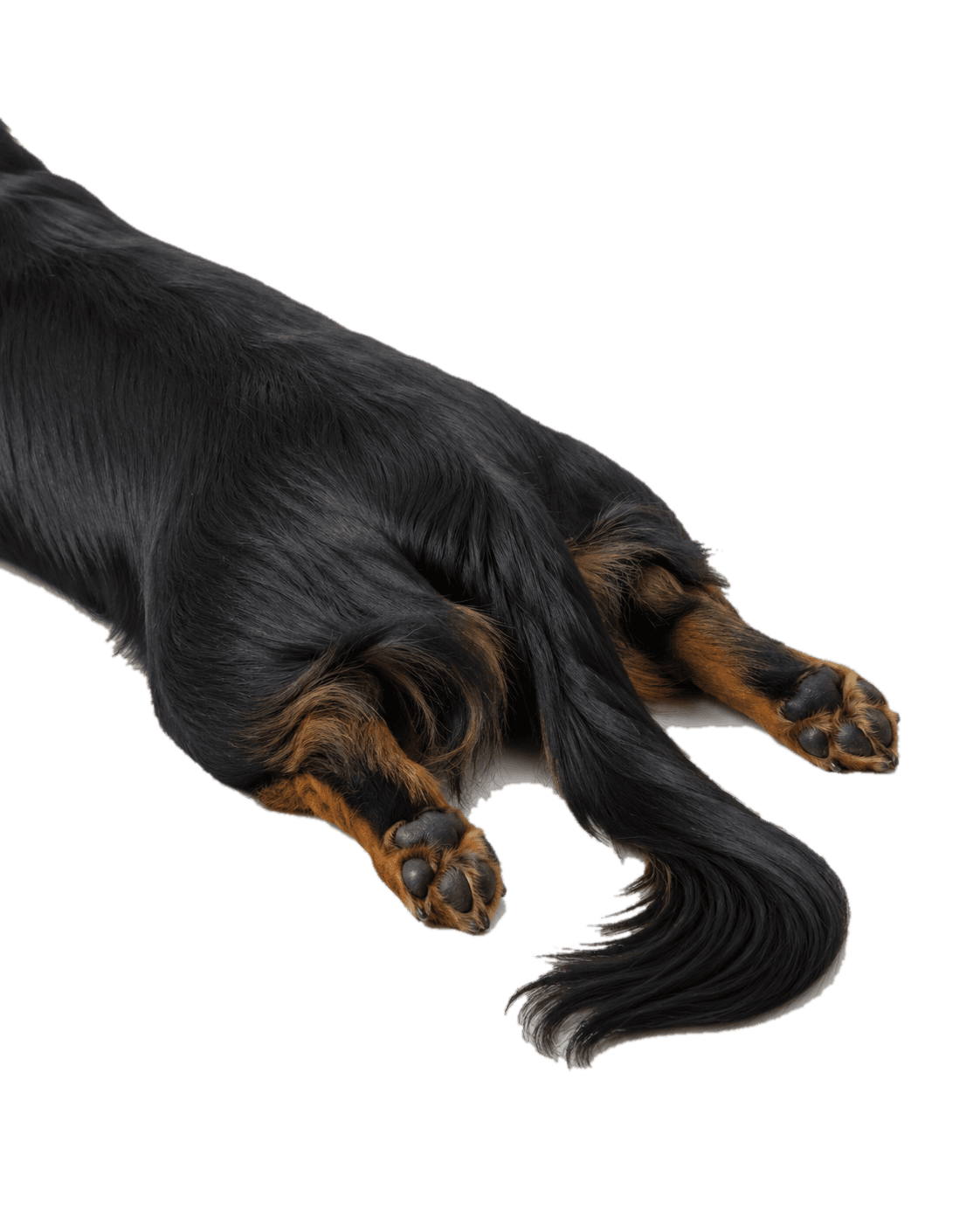 Franklin, the Alphassembl dachshund